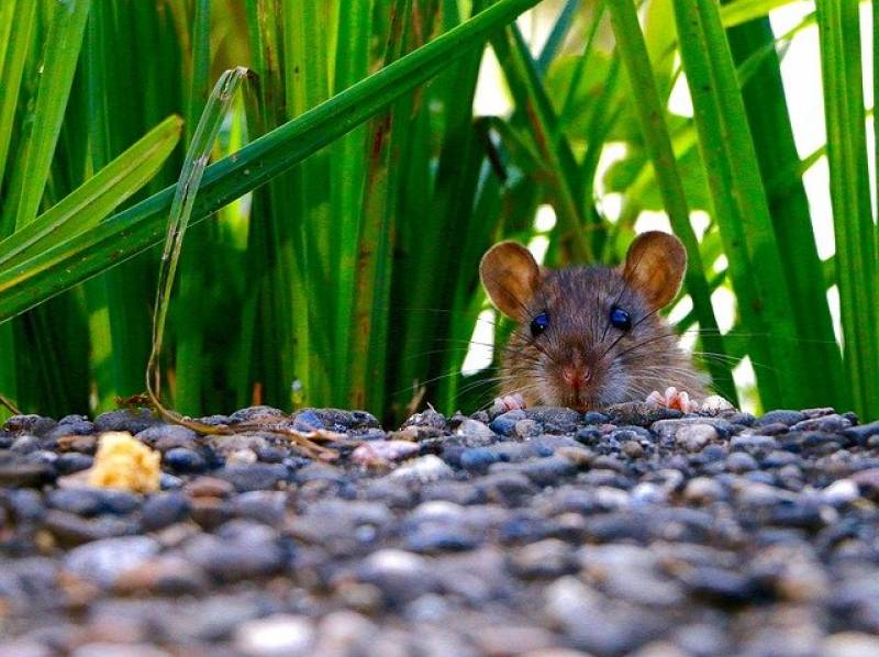 Services d'extermination des rongeurs dans l'Hérault